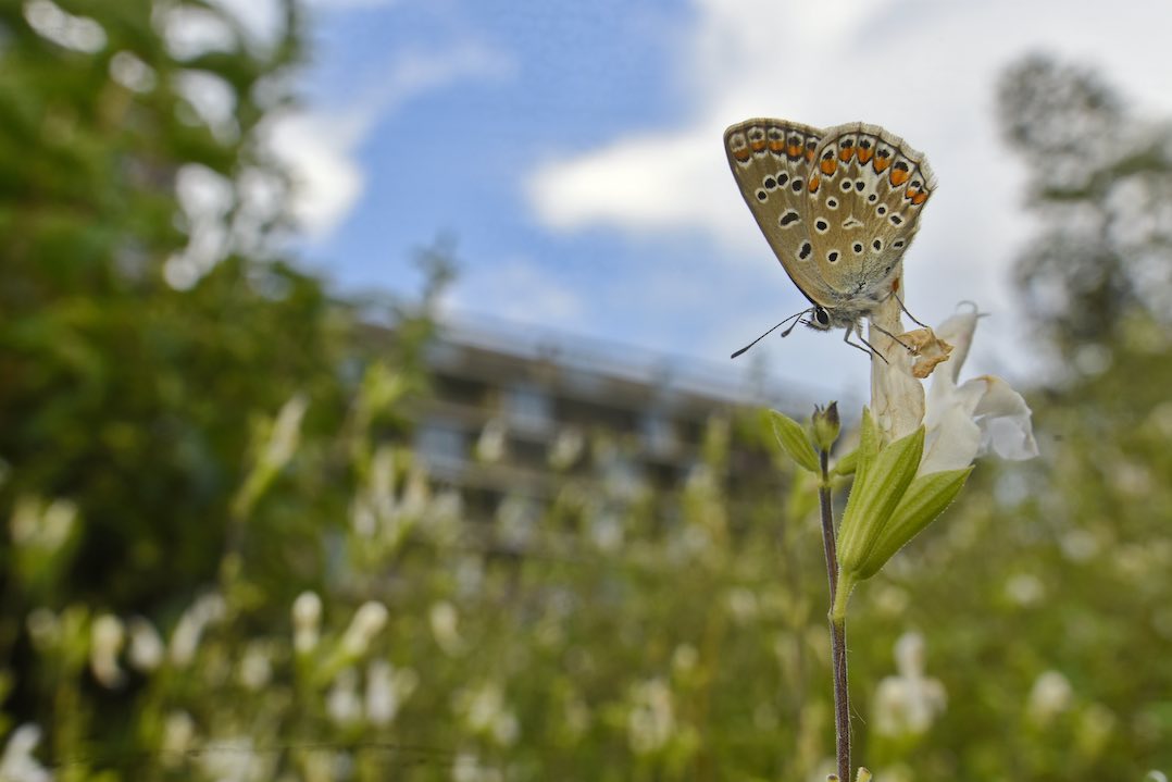 farfalla parco uptown milano